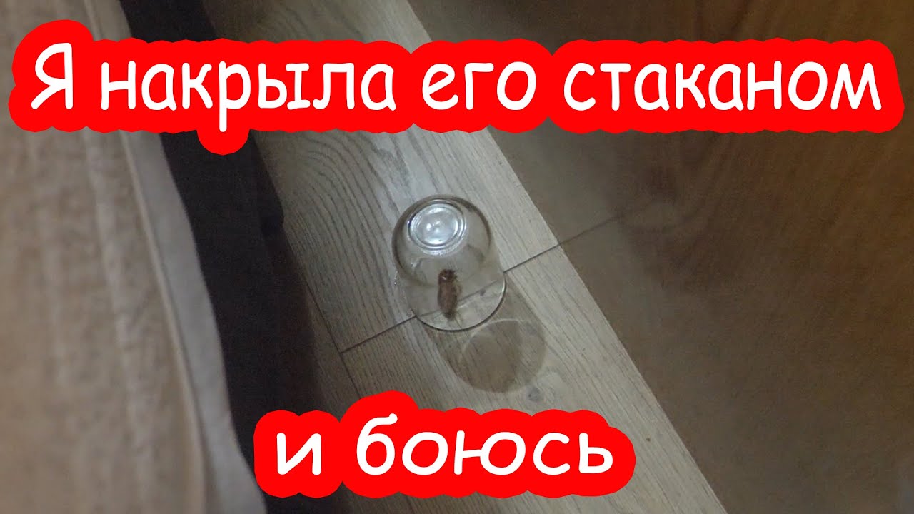 VLOG Маха поймала огромного таракана. Снова 39 и 3