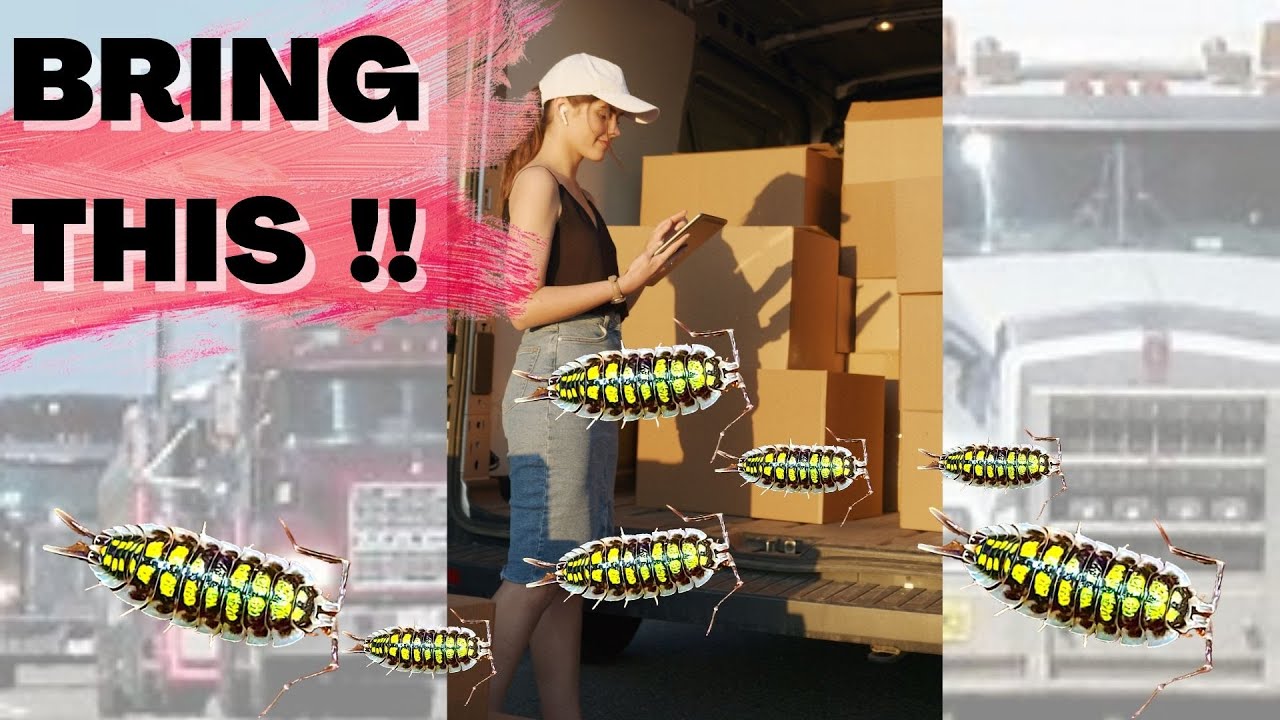 Selling Isopods at Shows - Bring This !