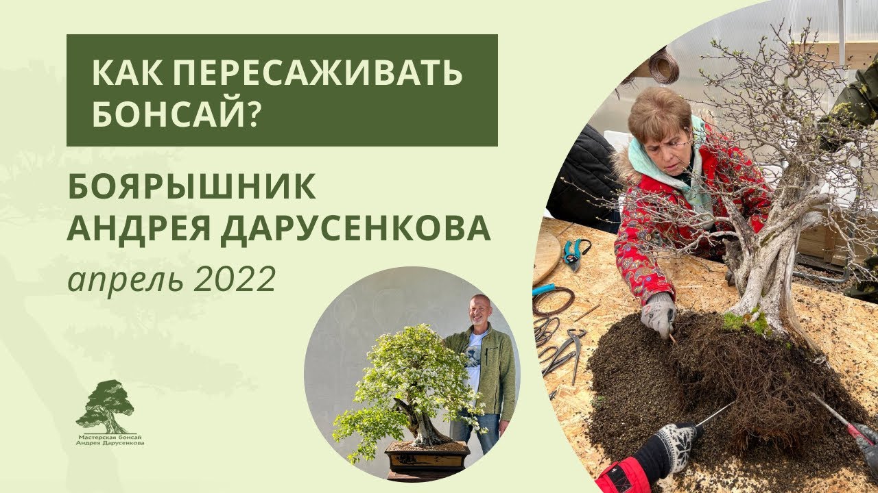 Как пересаживать бонсай: боярышник Андрея Дарусенкова