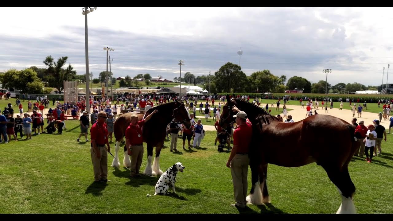 Budweiser Clydesdales at Field of Dreams