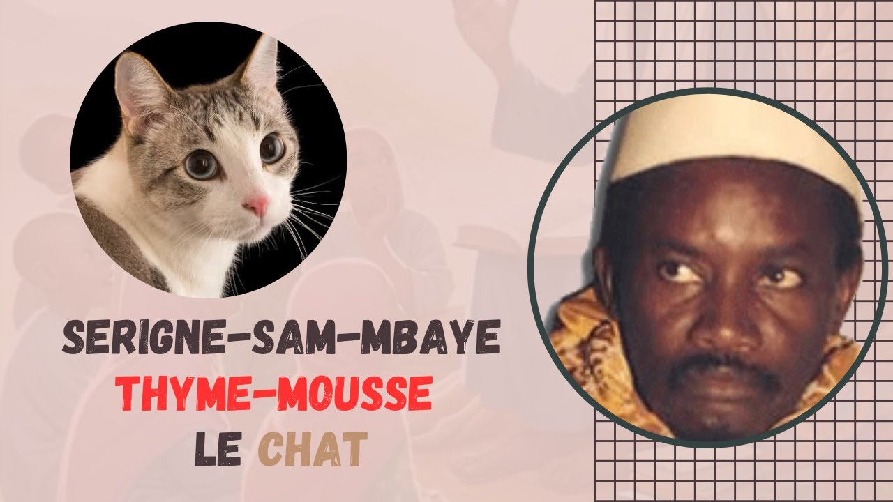 Dégeul Li🐈Serigne-Sam-Mbaye-Theme-Mousse Le-Chat