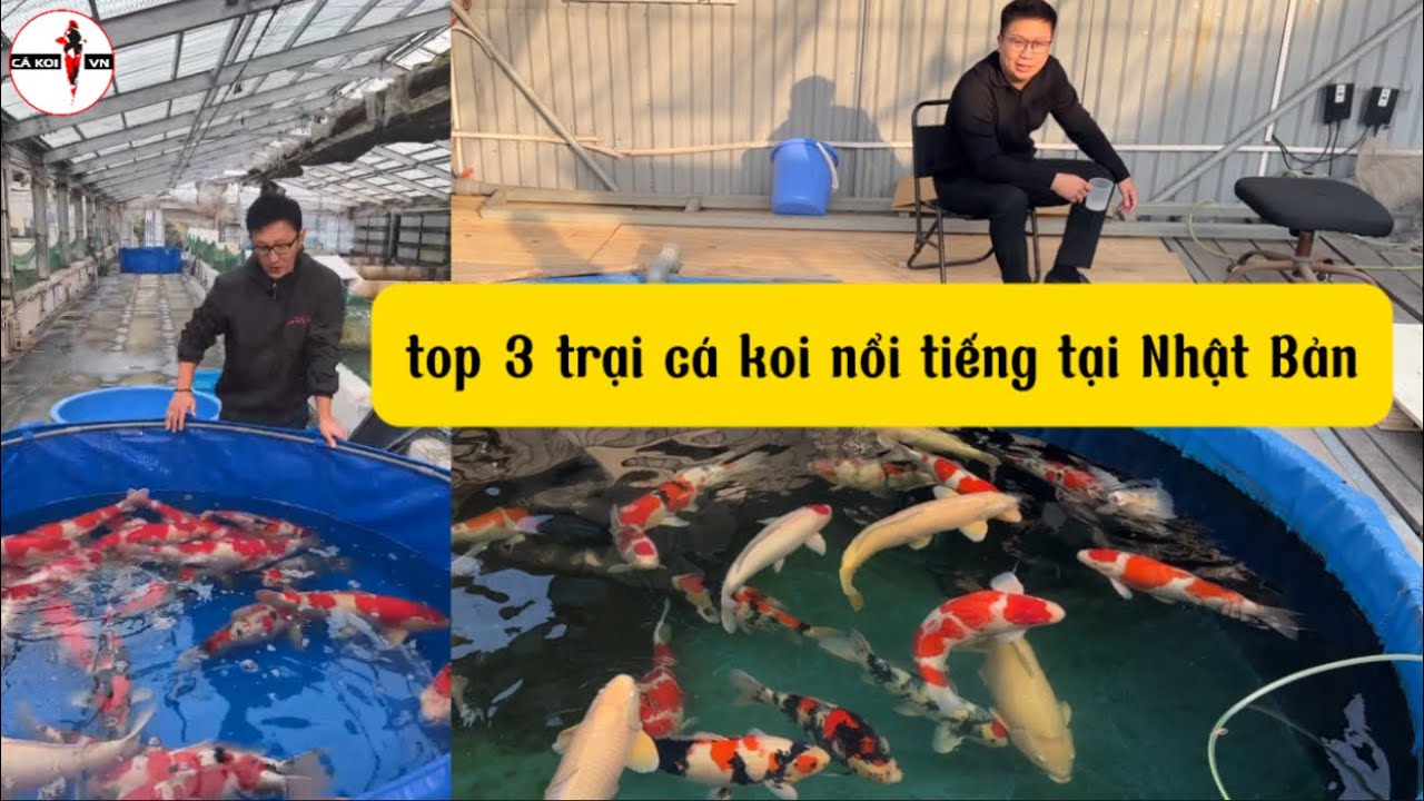 Top 3 trại cá koi nổi tiếng tại Nhật Bản