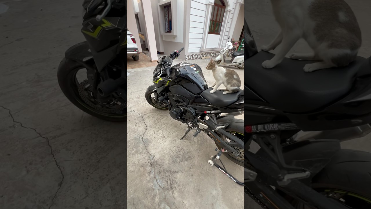 Z900 - The Biggest SuperBike Fan Is Here #z900 #ninja