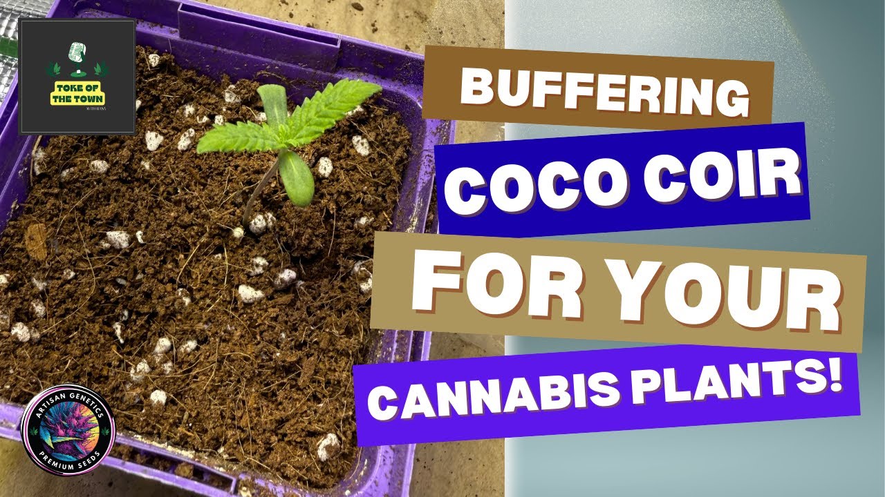 Preparing Coco Coir for Indoor Plants | How to Rinse, Buffer & Mix with Perlite