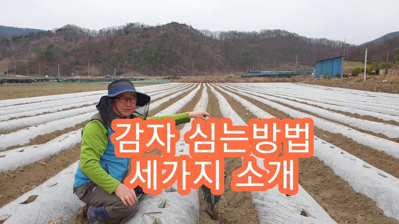 감자 심는 방법 3종세트