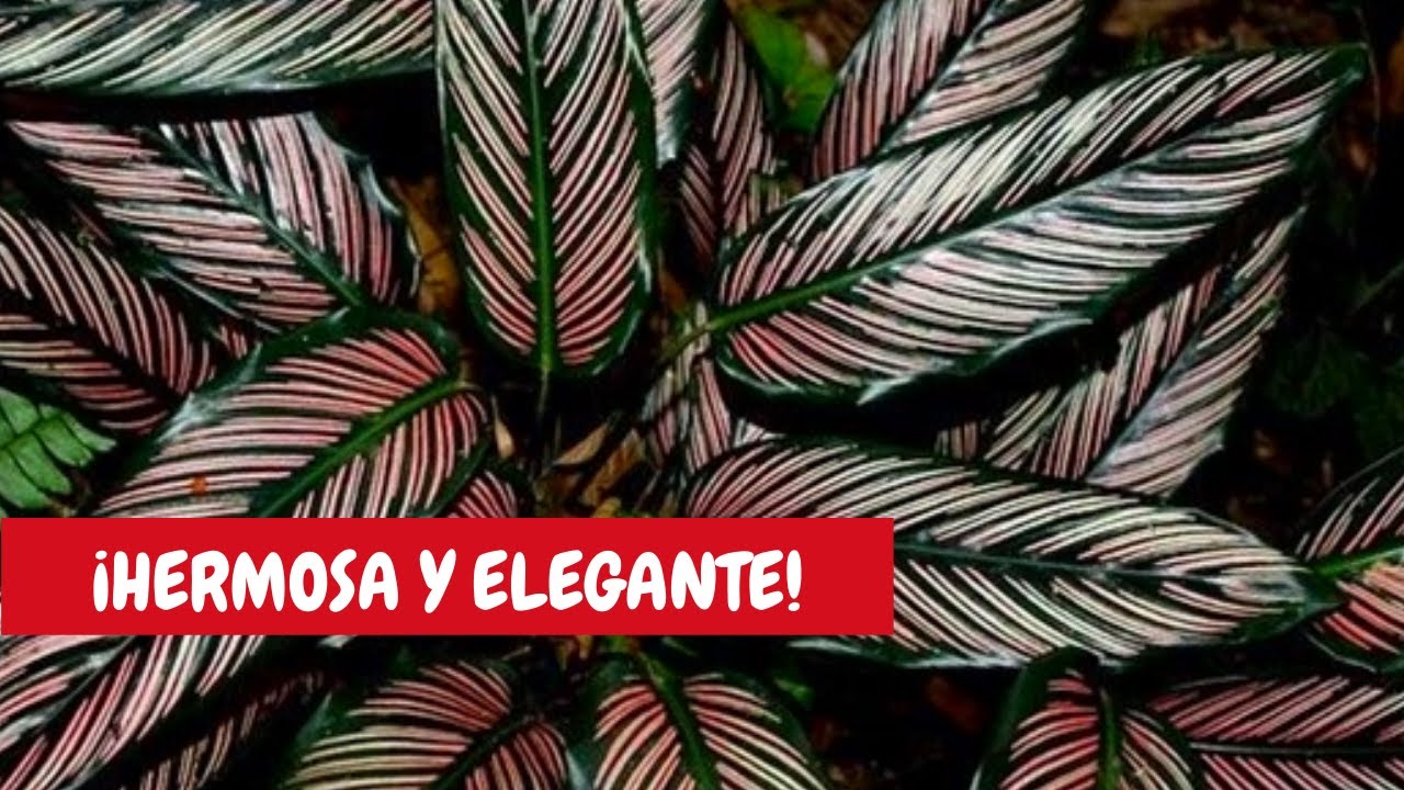 Raya de lápiz planta cuidados | Calathea Ornata cuidados
