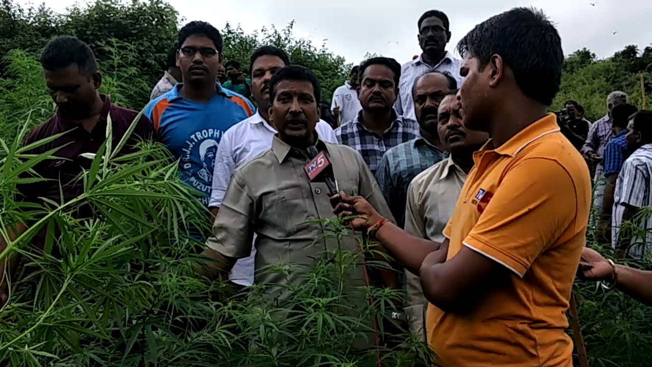 Ganja cultivation at paderu limits
