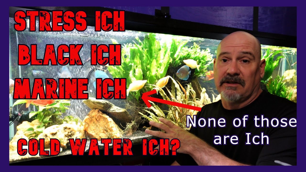 Let's Talk About Ich (Ick)