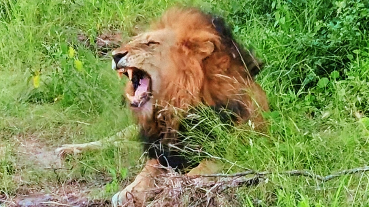 Dominant Ndhzenga Male Lions Roaring | Sabi Sands | 11 February 2026