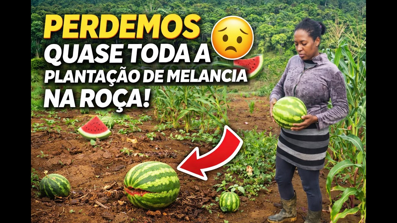 Perdemos quase toda a plantação de melancia na roça!