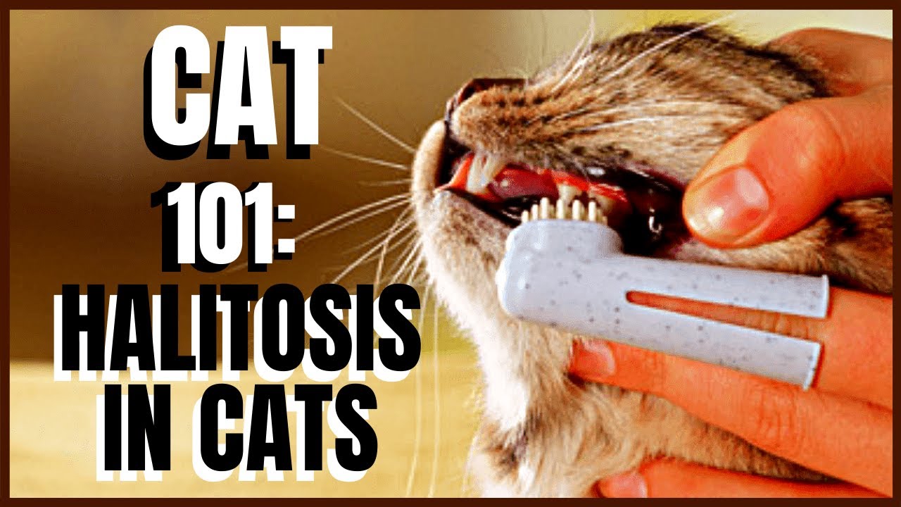 Cat 101: Halitosis in Cats