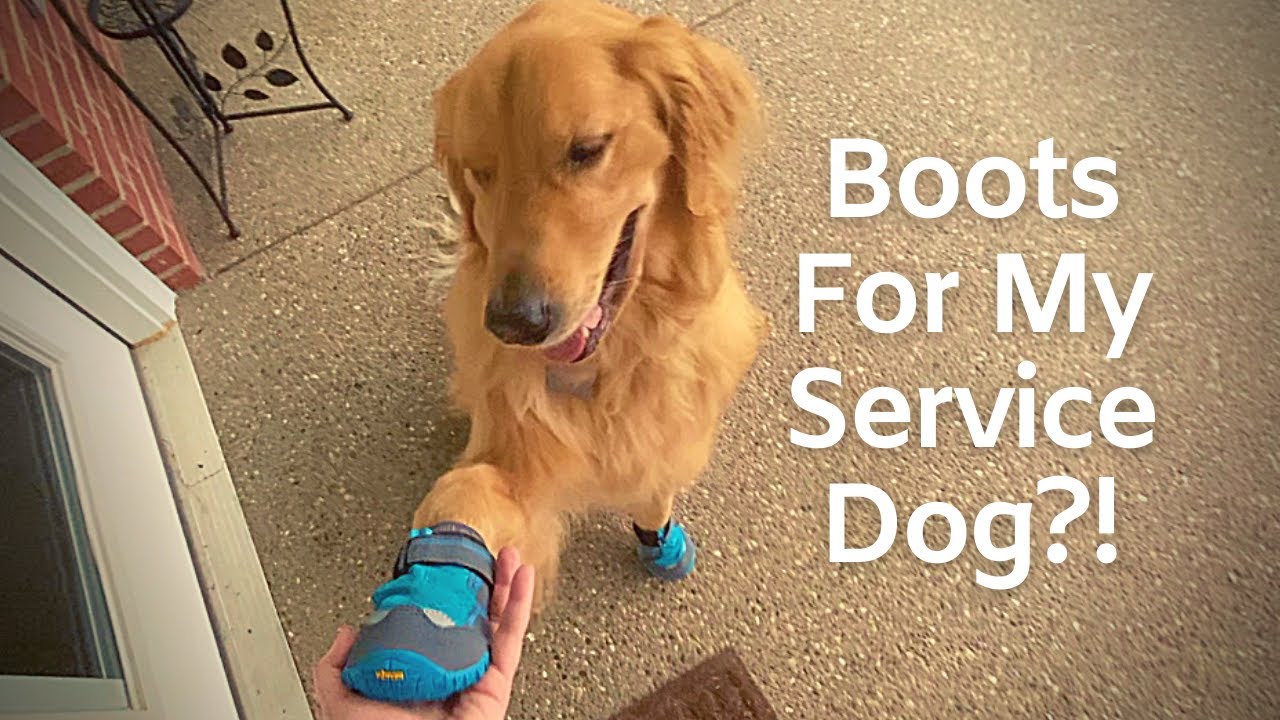 🤣 Service Dog Tries Boots for the First Time | Ruffwear Grip Trex Boots