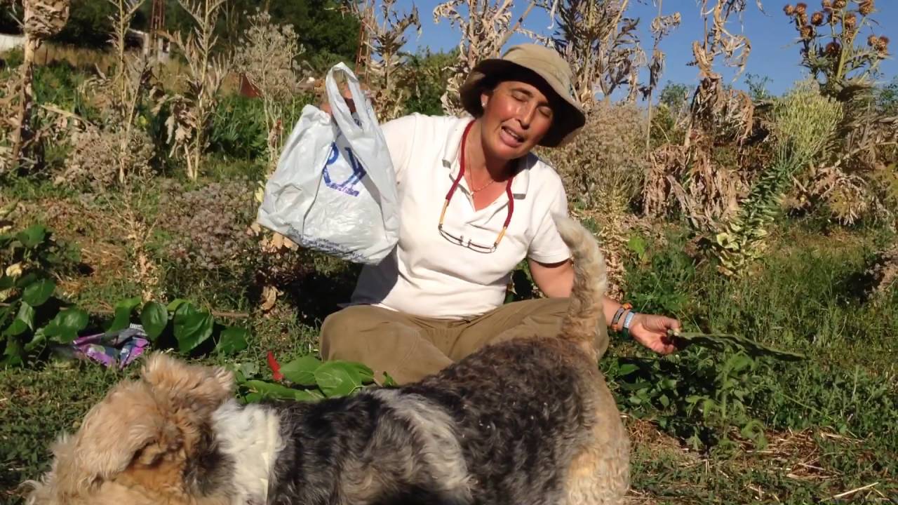 ALIMENTACIÓN DE TORTUGAS HERBIVORAS DE TIERRA - veterinario animales exóticos
