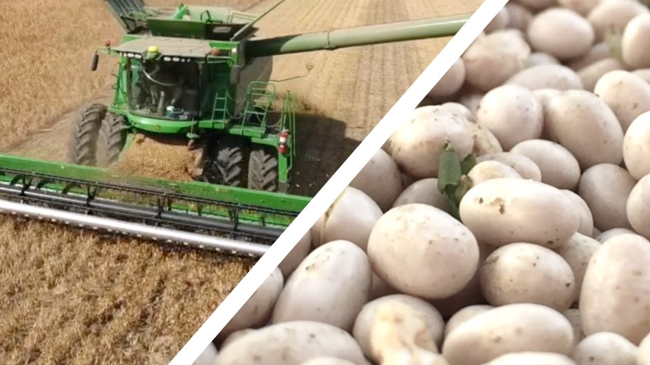 Michigan Dry Beans | Harvest 2016