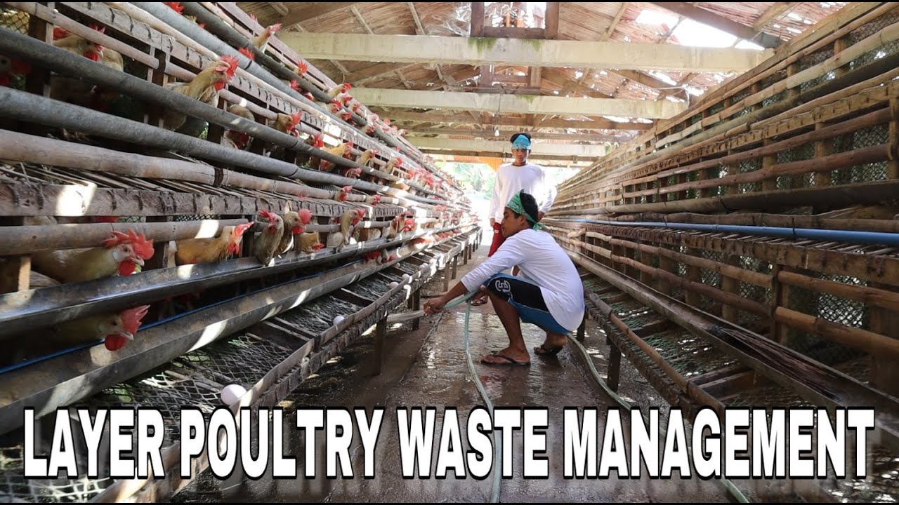 LAYER POULTRY WASTE MANAGEMENT | POULTRY FARMING PHILIPPINES