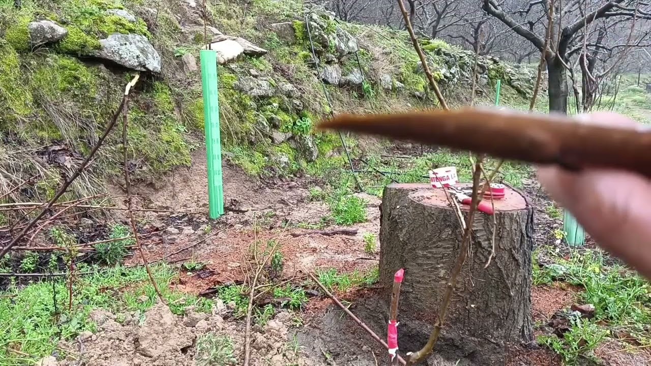 PLANTANDO CEREZOS E INJERTANDOLOS AL MISMO TIEMPO.🌳🌳☁️