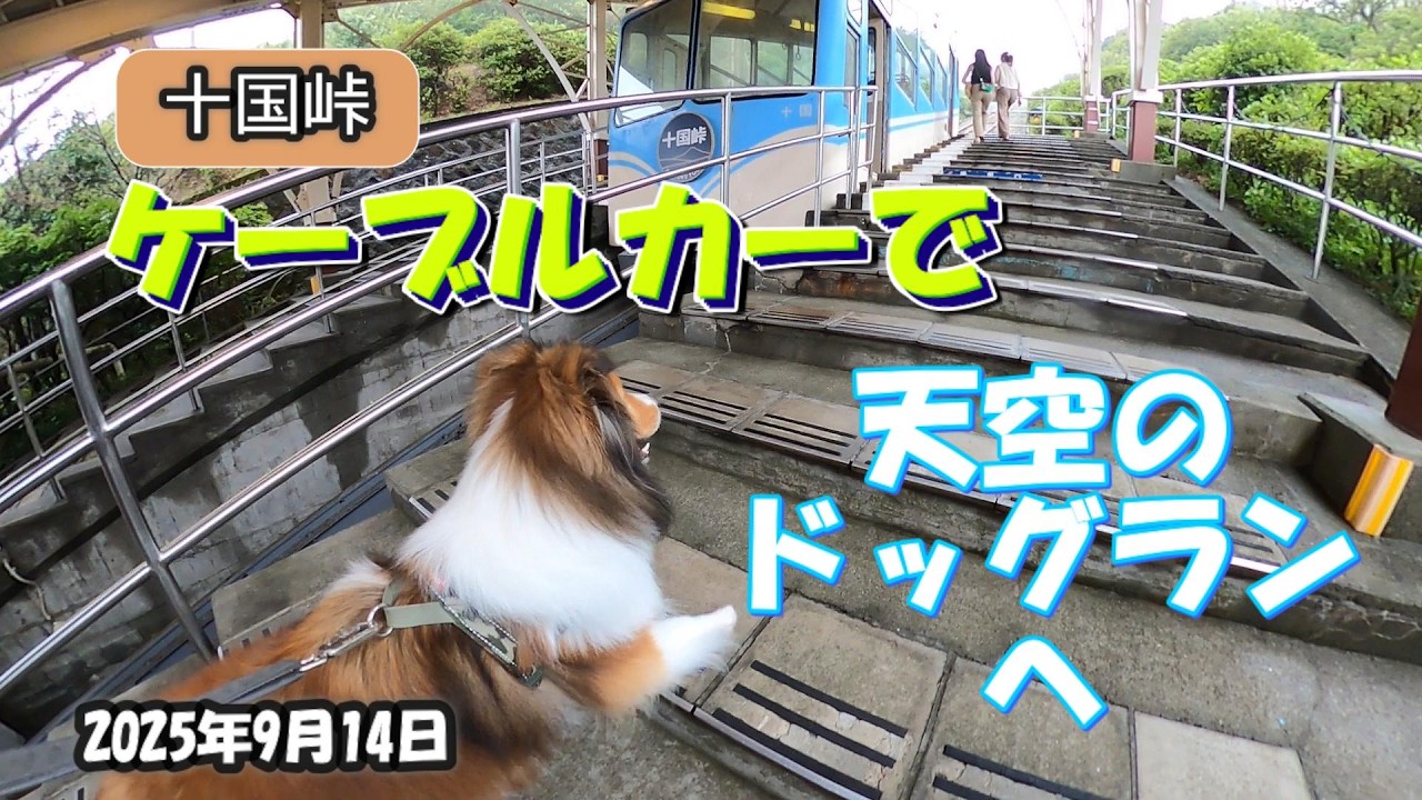 ケーブルカーで天空のドッグラン～十国峠　　　＠20250914