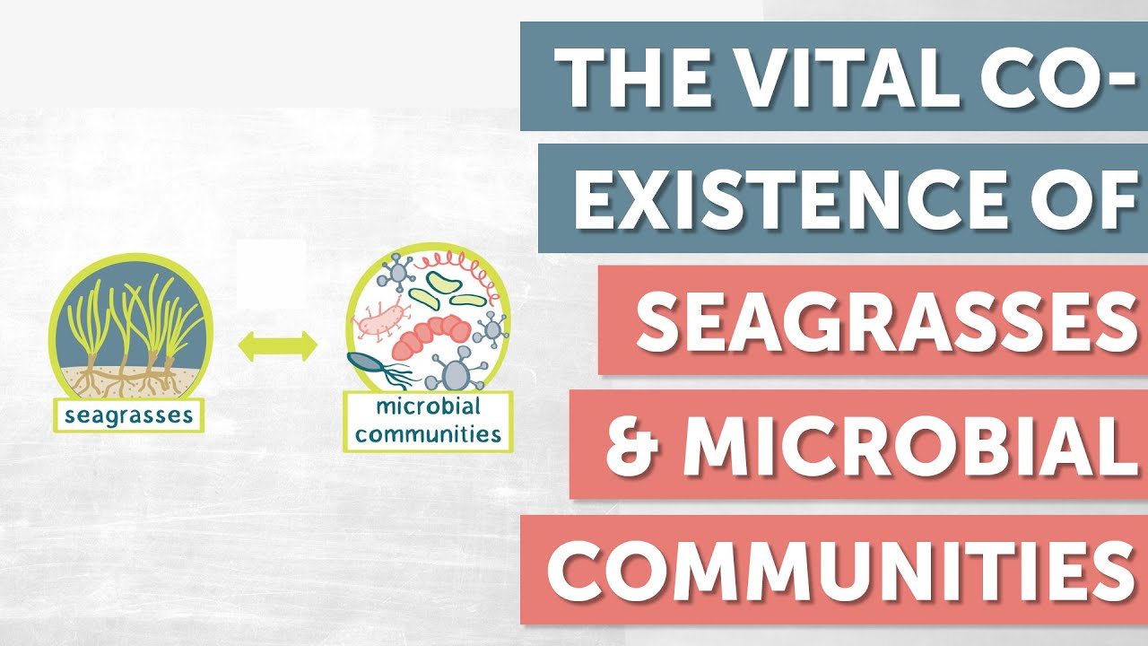 Sea Grasses And Microbial Communities: A Metabolomic Analyses