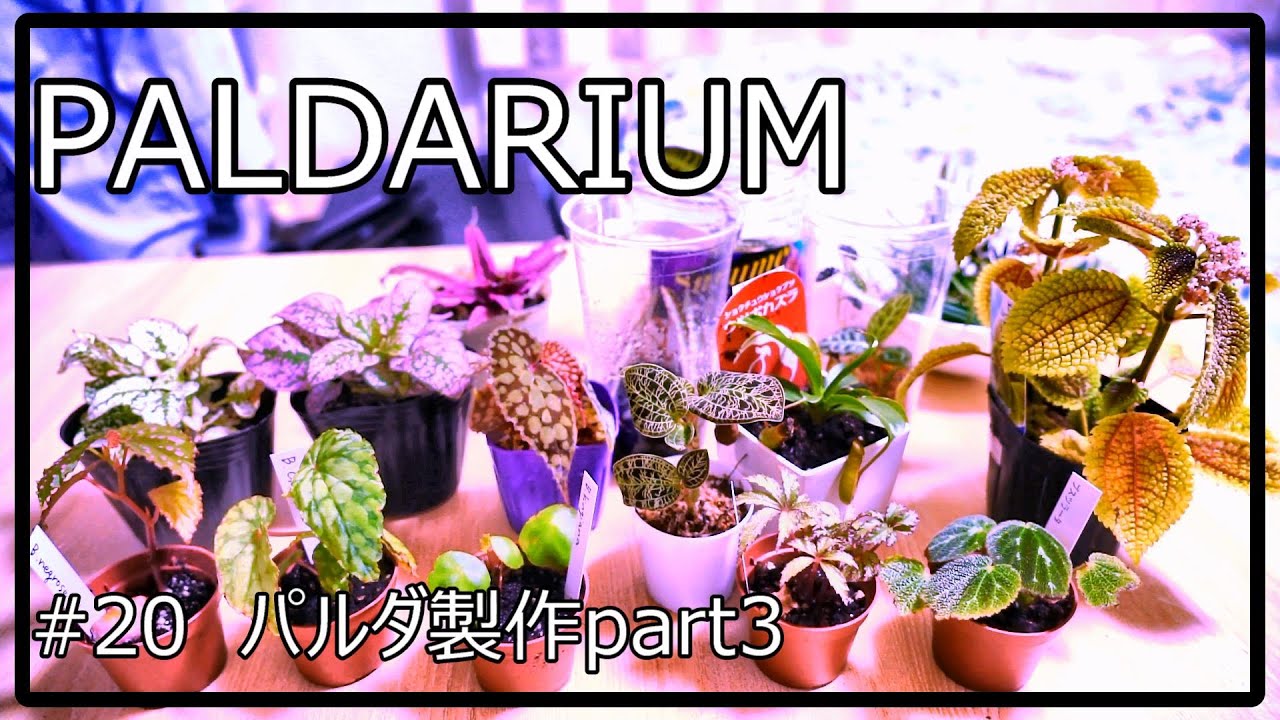 パルダ製作part3　導入する熱帯植物15種紹介！プランツコレクションしすぎた件！主役級のベゴニアばかりで大丈夫なのか！？笑　２０話