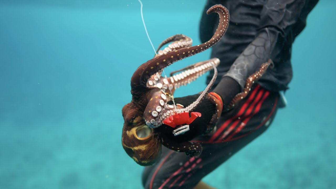 Octopus Fishery Done Right | Uthurun Dhekunah