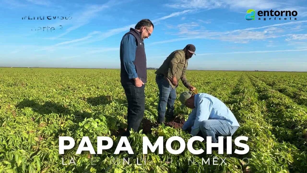 Papa Mochis parte 3