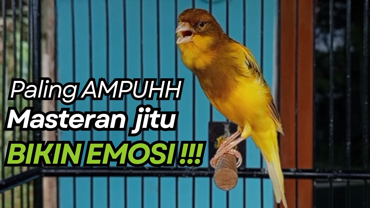 KENARI GACOR Cuit CUIT BIRAHI UNTUK PANCINGAN & MASTERAN Kenari PAUD AGAR BUNYI