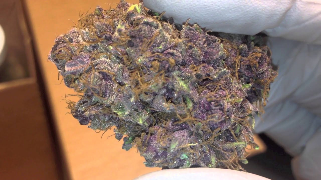 Bud Shots of Blue Rhino, Double Purple Romulan, Green Crack, Berry White, and Chem 4
