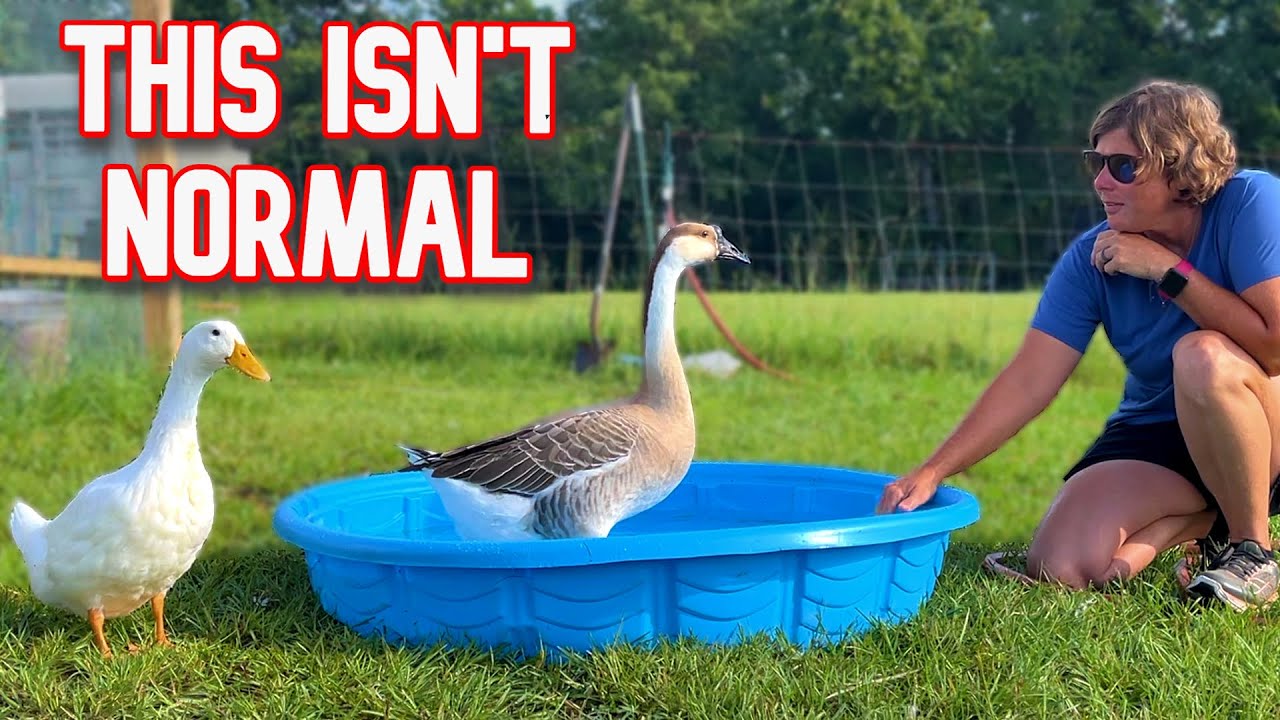 Our Goose Is In Love With A Duck