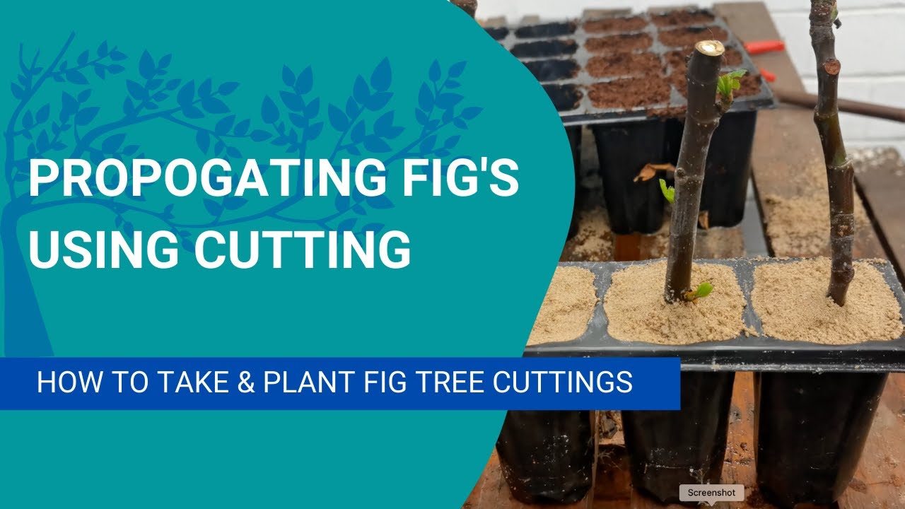Propagate your fig tree using cuttings