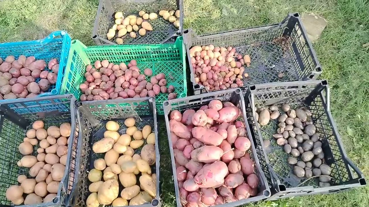 Hu- krumpli - szept. 2025