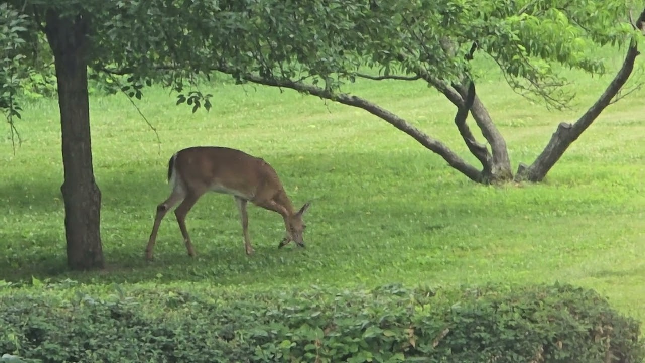 Under the Pear tree.