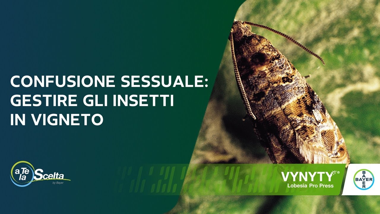Gestire la tignoletta della vite sfruttando il metodo della confusione sessuale: «a Te la Scelta»