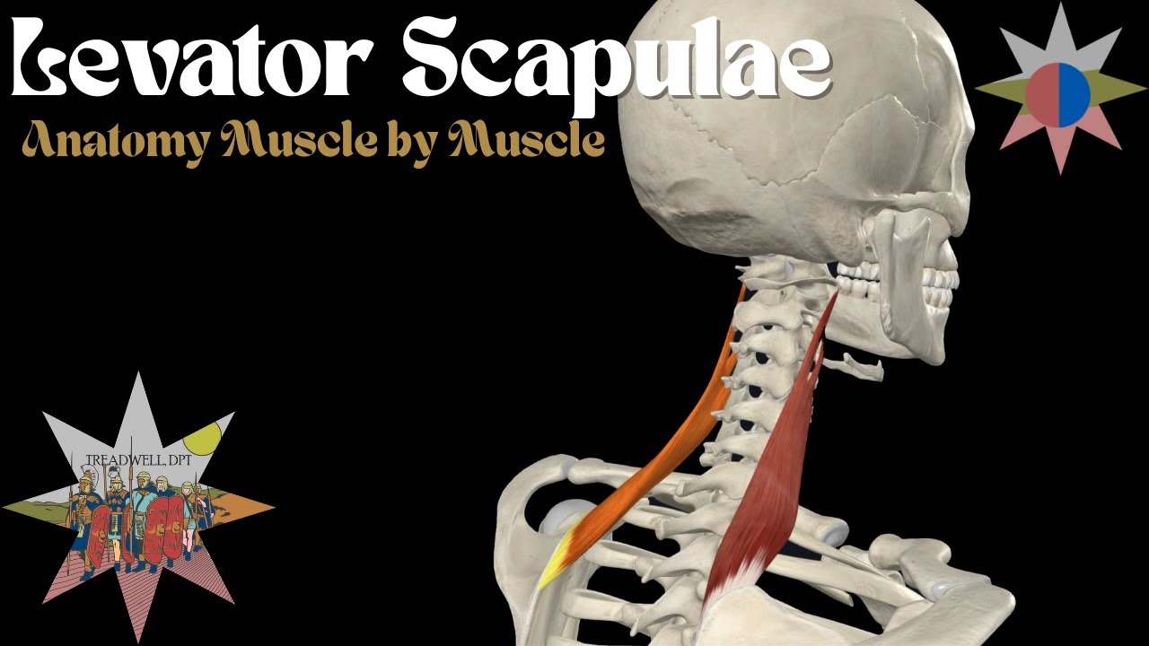 Anatomy Breakdown: Levator Scapulae | Origin, Insertion, Function