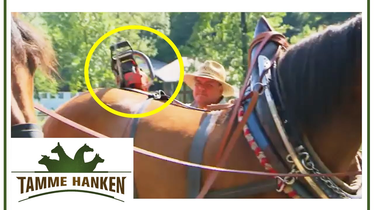Tamme beeindruckt: Pferdebesitzer arbeitet mit Kettensäge am Pferd | Tamme Hanken | Kabel Eins