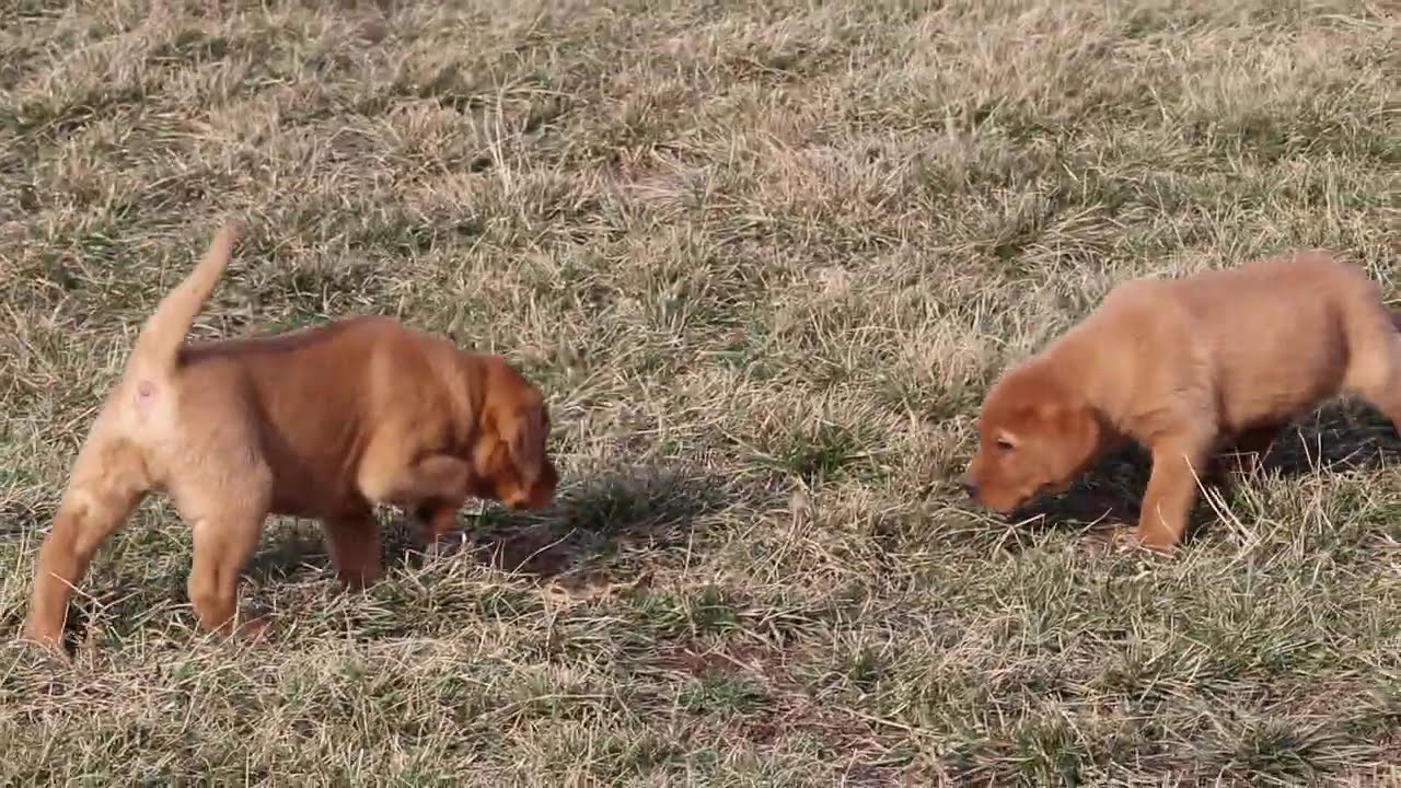Fox Red Labrador Retriever Puppies For Sale