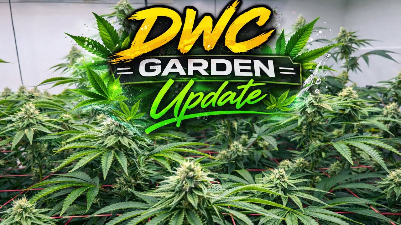 Indoor DWC Garden Update | Mid to Late Bloom Progress