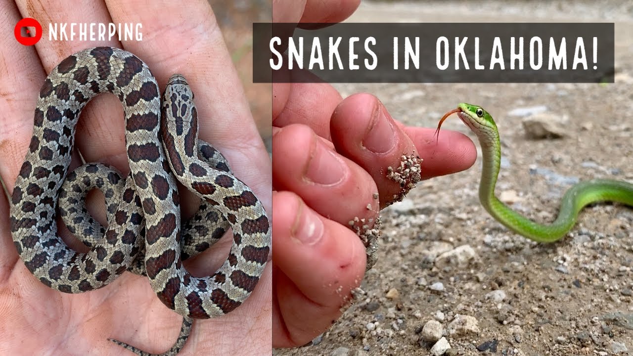 Looking for Snakes in Oklahoma! (Prairie Kings, Milksnake, Rattlesnakes, and More!)
