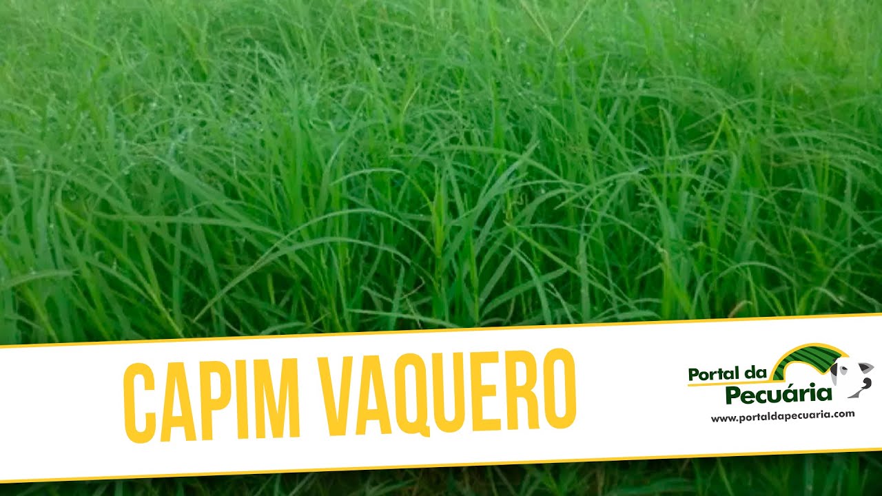 Capim Vaquero