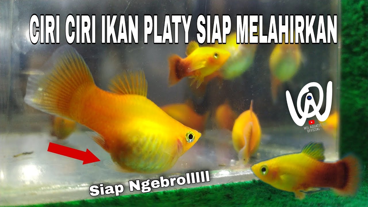 CIRI CIRI IKAN PLATY HAMIL DAN SIAP MELAHIRKAN