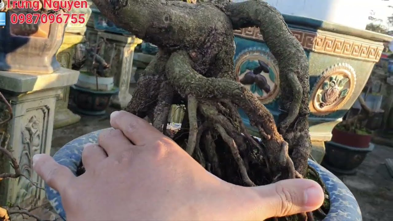 🔴✨️👉 Gửi cây ngày 30 /1/ 2026 và giao lưu mai bonsai đẹp. Toàn hàng đẹp, giá lại rẻ #maitet2026