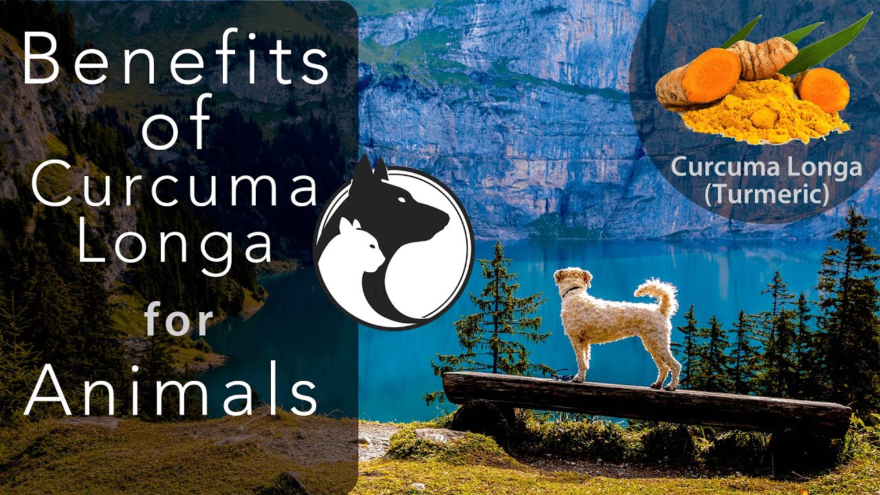 Benefits Of Curcuma Longa (Turmeric) For Animals  (Featuring Dr. Tejinder Sodhi) AHVMA