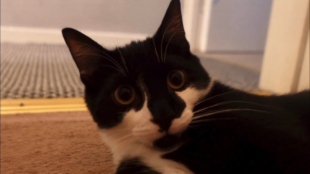 I Will Mrrrp For You