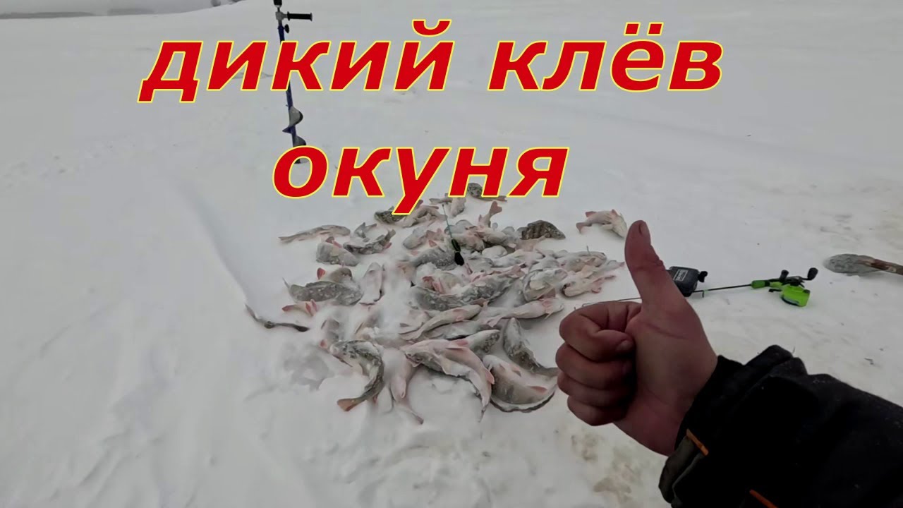 Дикая раздача окуня на Оби. А нужно было лишь мормышку с опарышем и жара пошла...
