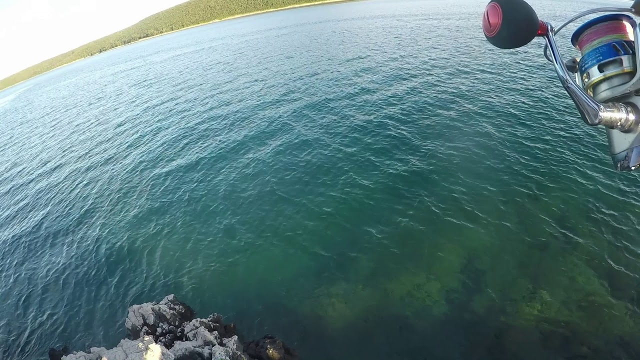Monster liccia amia(Leerfish) spinning  in Croatia