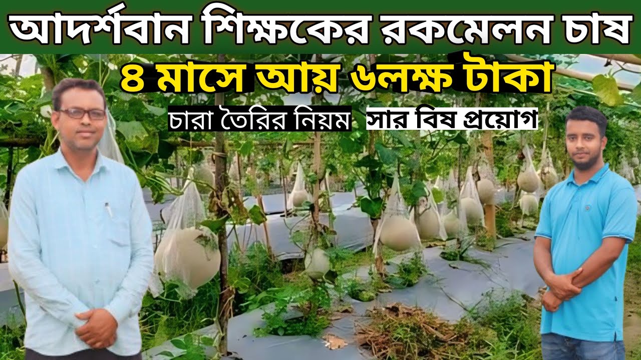 শিক্ষকের রকমেলন/ সাম্মাম চাষে ৪ মাসে আয় ৬ লক্ষ টাকা। রকমেলন চাষ পদ্ধতি। সাম্মাম চাষ। rockmalon cas