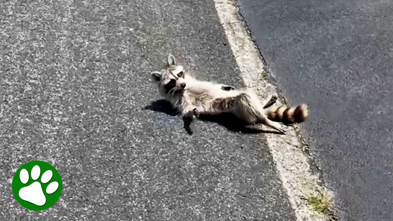 Kindhearted woman stops and saves raccoon