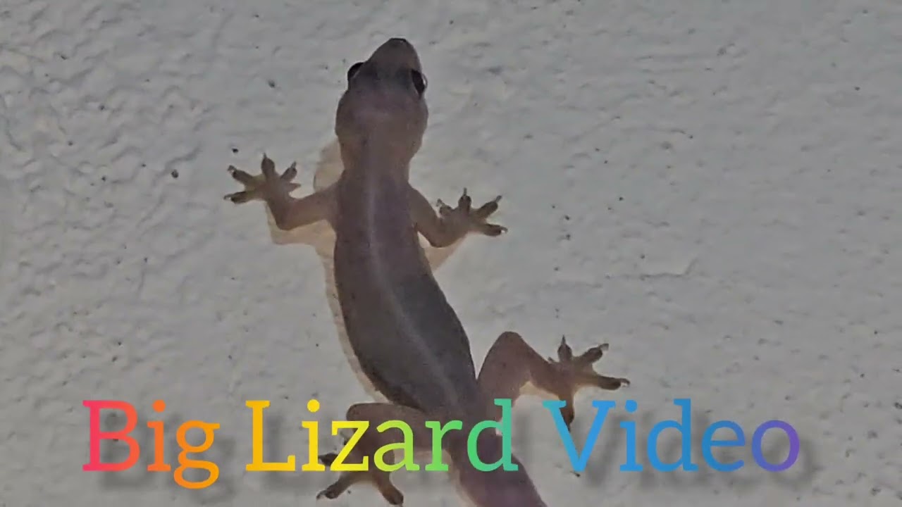 Big Lizard Video lizard 