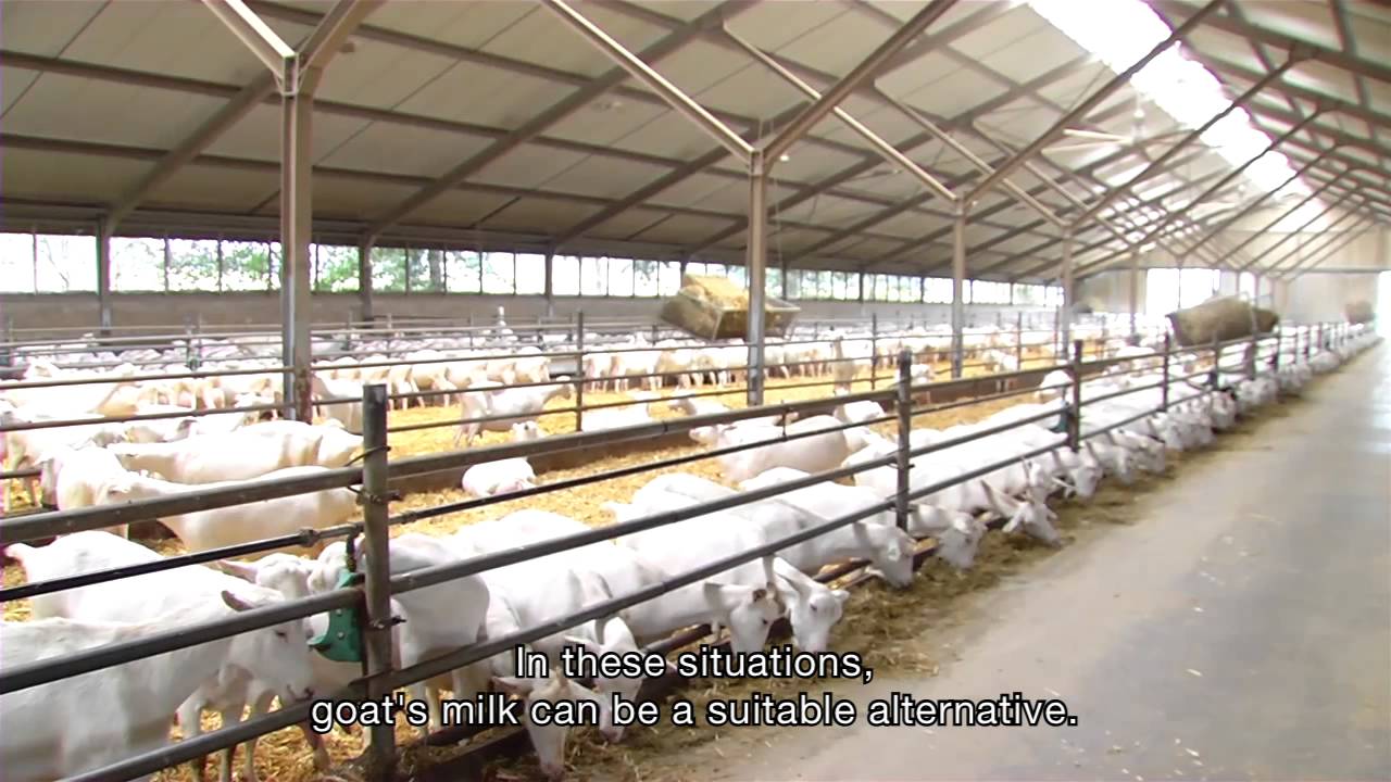 Kabrita goat milk on Dutch television show `Wist je Dat?'
