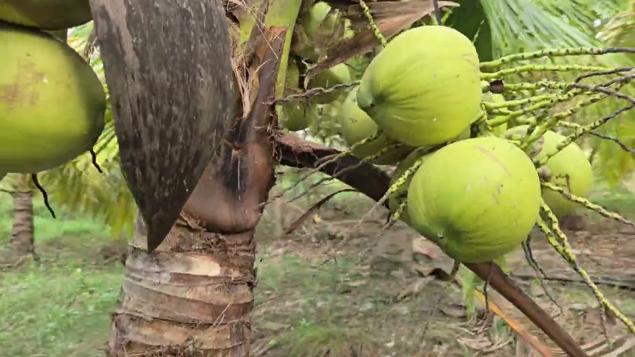 ដូង ផ្លែច្រើន