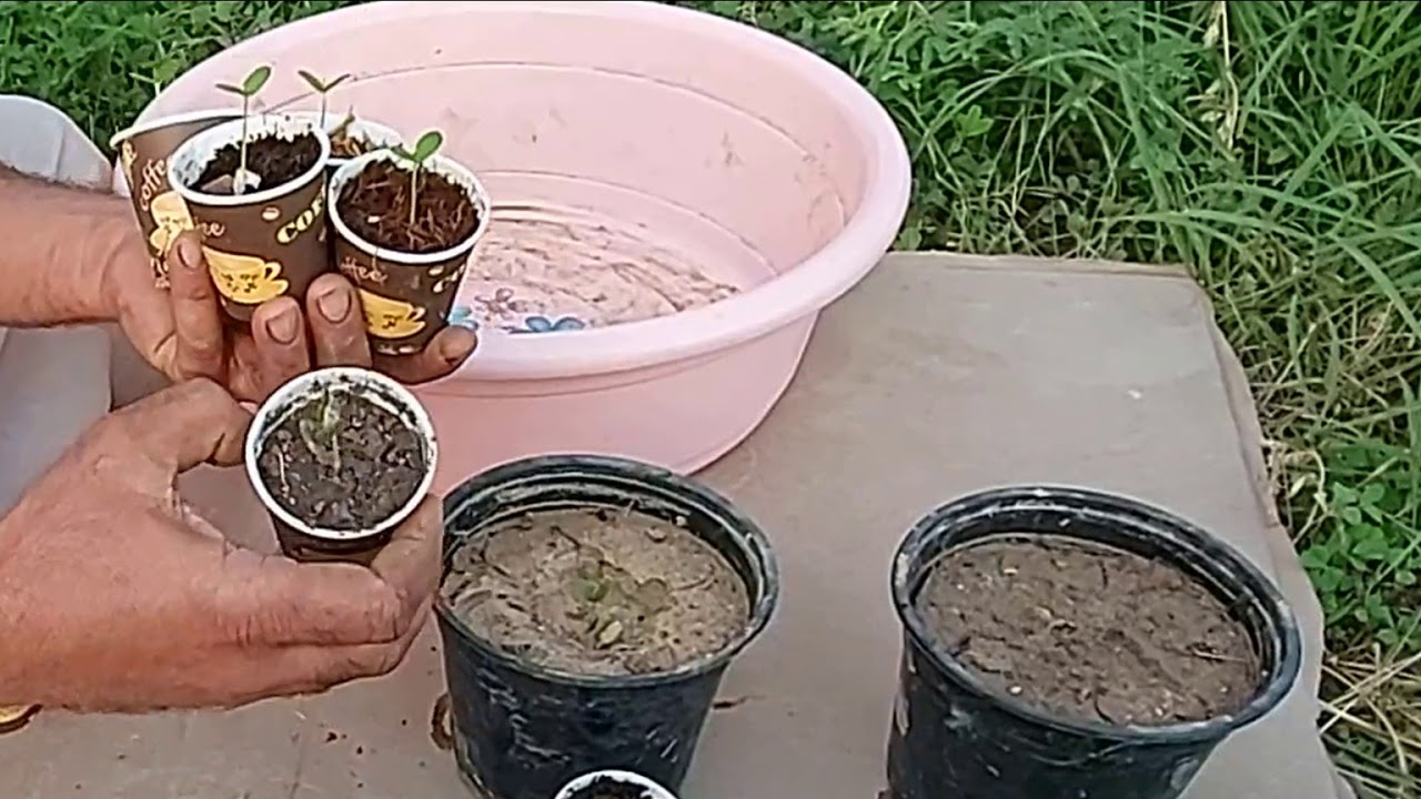 طريقة تجذير  بذور الونسيانا Rooting seeds